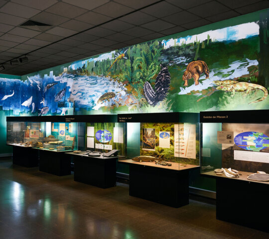 Museo der Natur Hamburgo – Geología